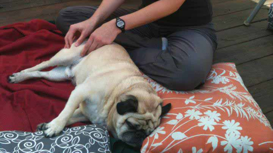 These Dogs Getting Massages Are the Cutest Thing Ever