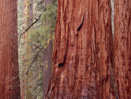 Instant Inspiration: Photos from The Life & Love of Trees