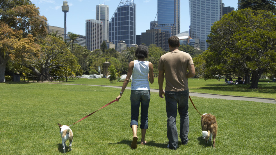 Couple walking dogs through the park