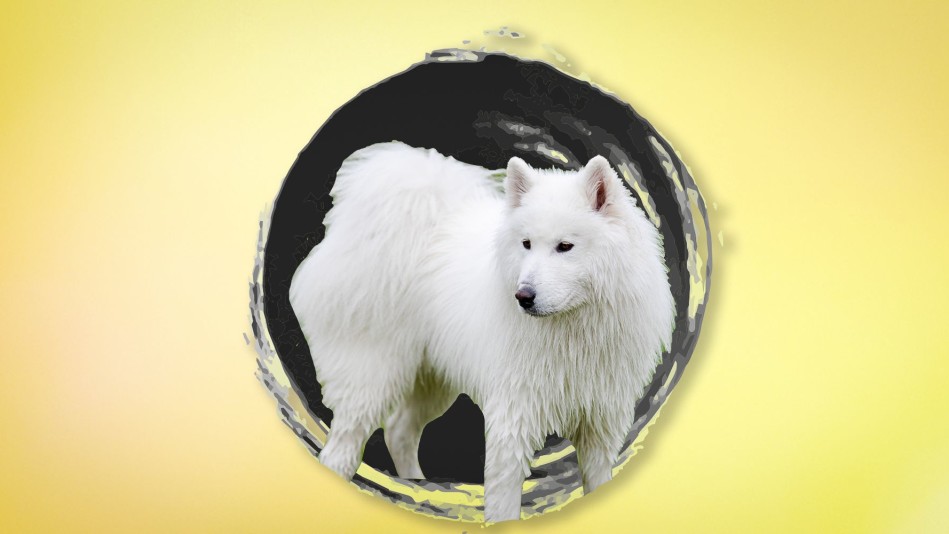 White dog on yellow background