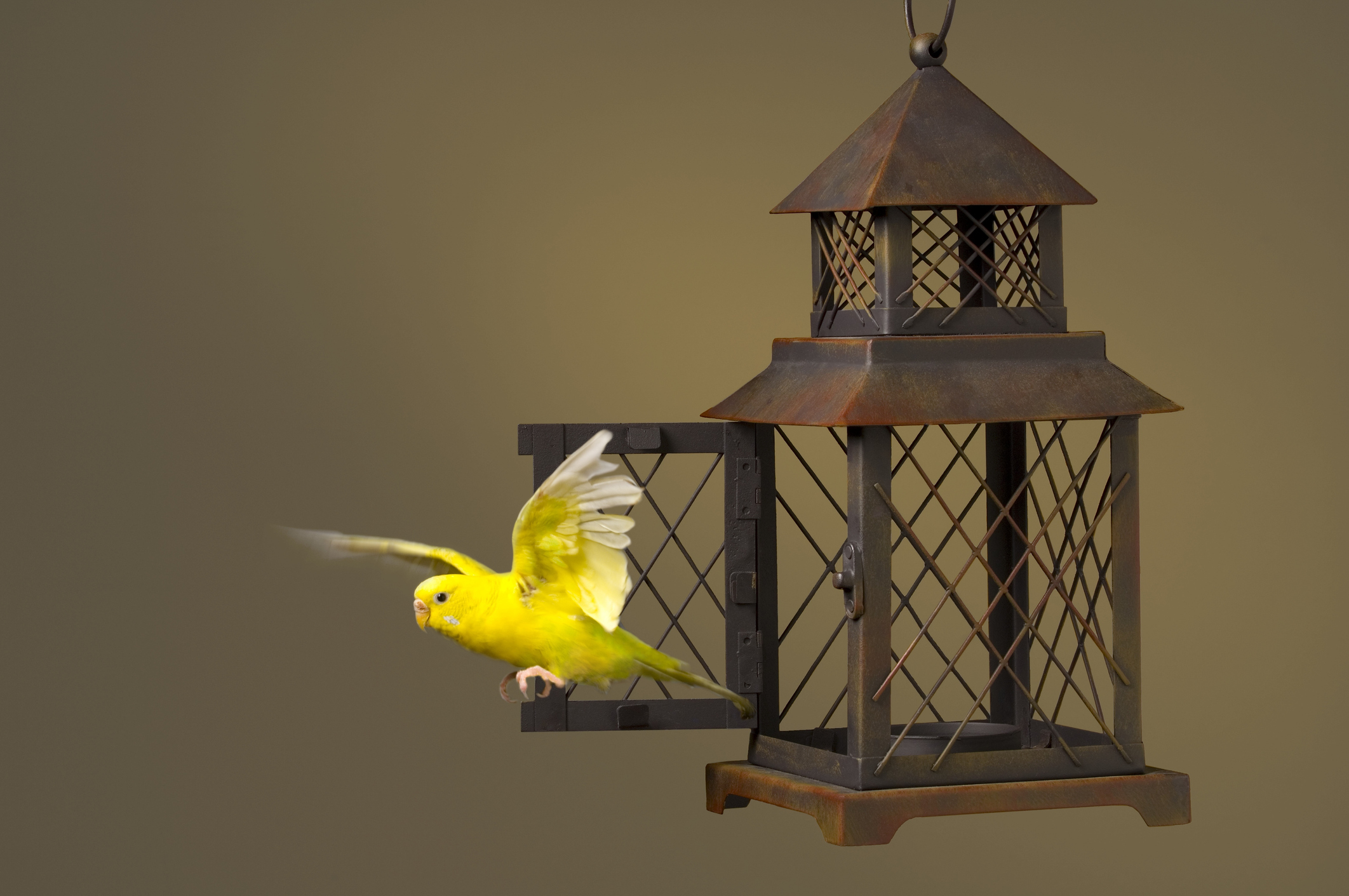 bird escapes cage