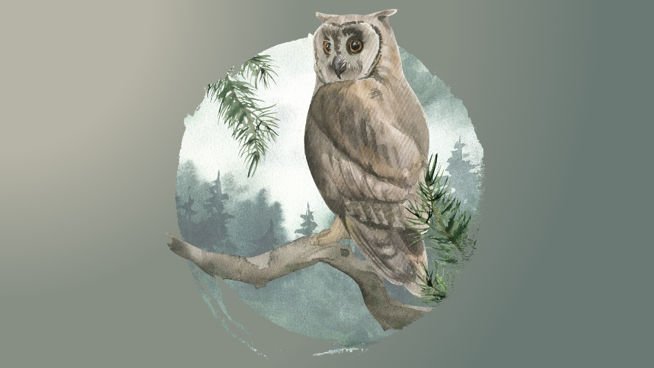 owl watercolor illustration