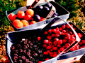 Plums, blackberries, and raspberries