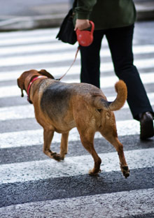 Dog crossing the street