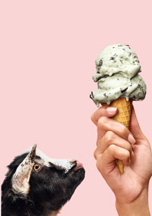 Goat looking at ice cream cone