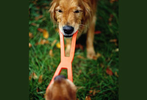 Dog pulling on a chew toy