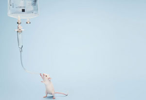 mouse drinks from iv bag