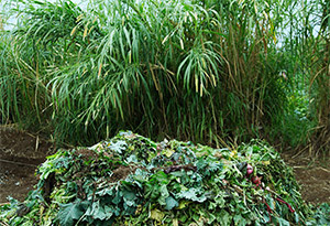 compost how to