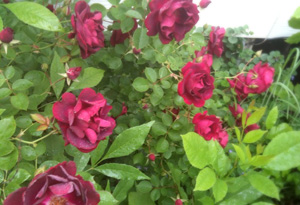 The roses in Simran Sethi's garden