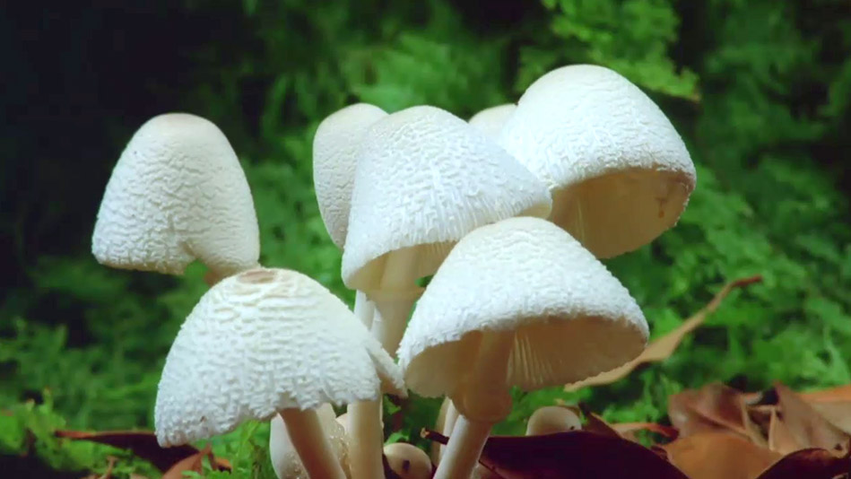 <i>Fantastic Fungi: The Forbidden Fruit</i>