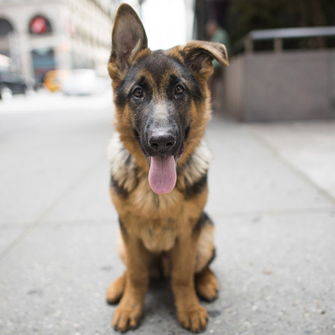 Photo: The Dogist