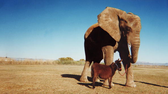 One Lucky Elephant: The Flora Photo Show!