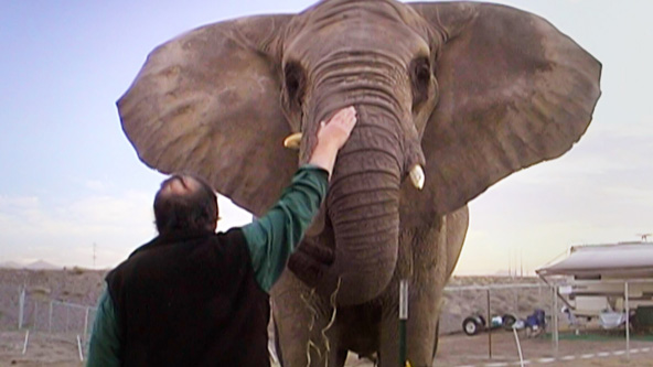 One Lucky Elephant - Trailer
