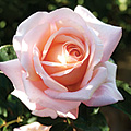 A rose in Oprah rose garden