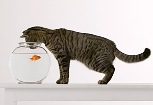 Cat with a fish bowl