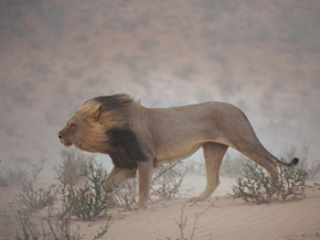 A lion in the Kalahari Desert